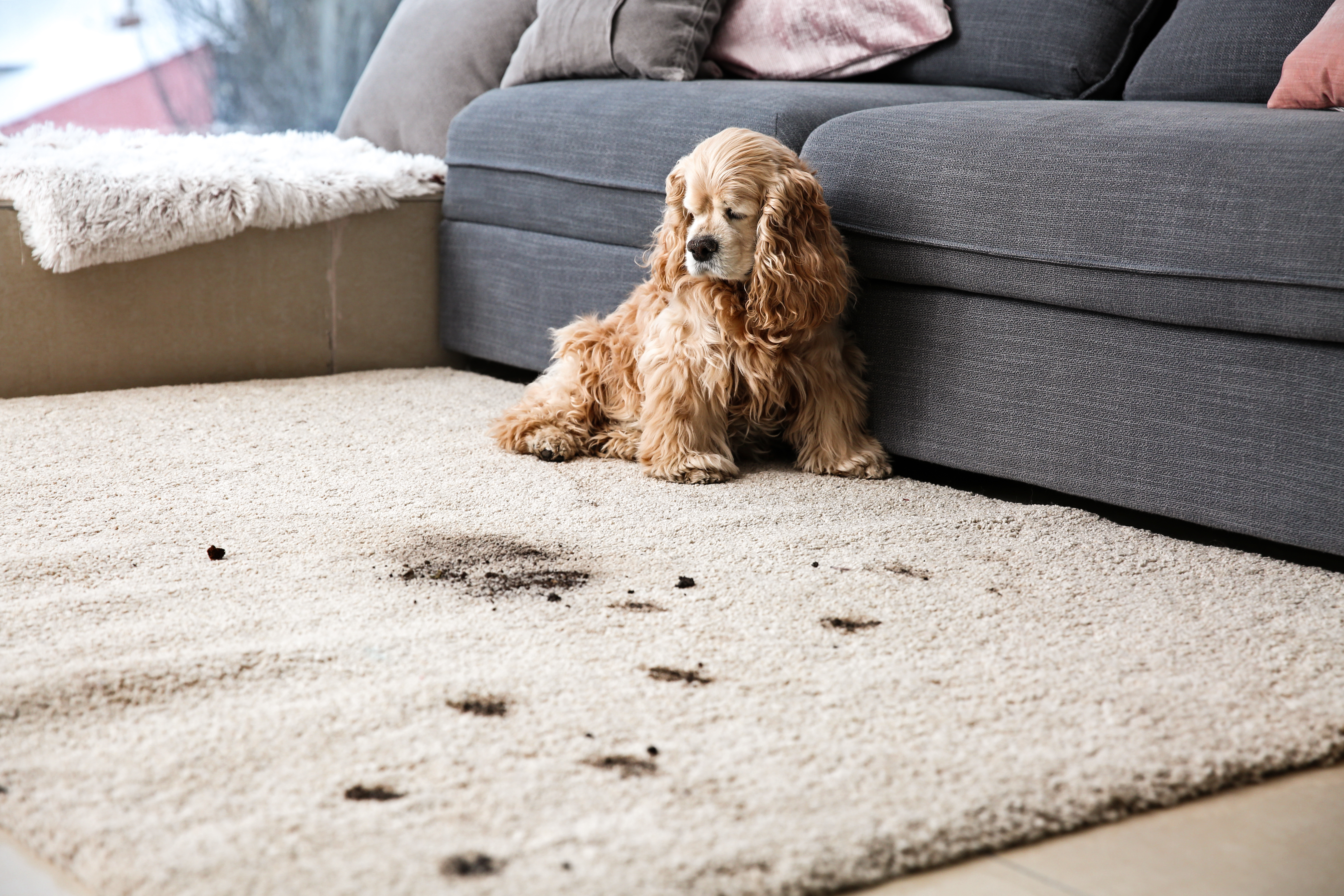 pet friendly carpets